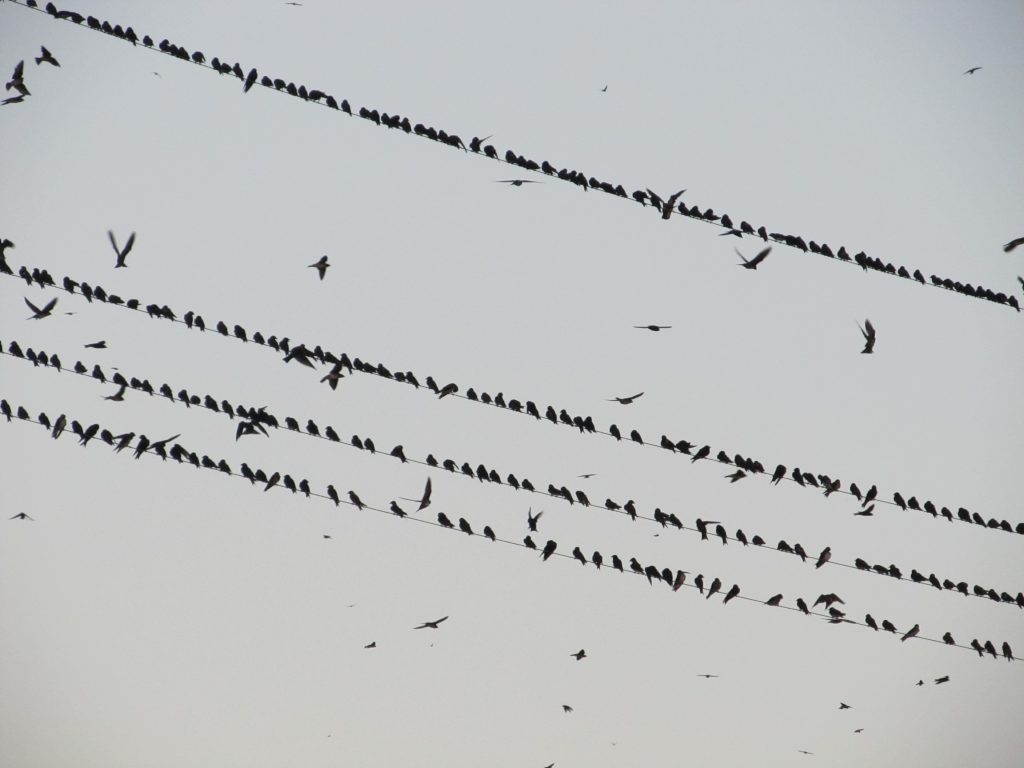 A picture of lots of birds