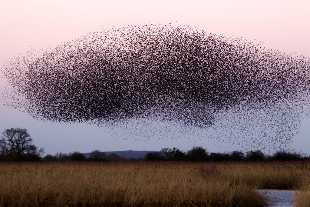 A picture of a starling murmeration