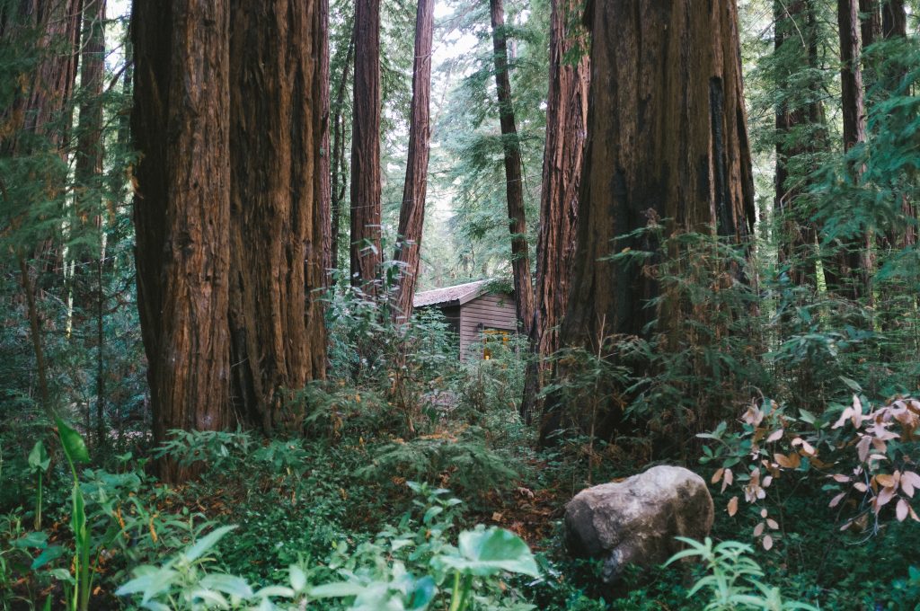 A picture of a cabin in a wood