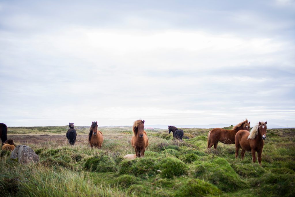 A picture of wild horses