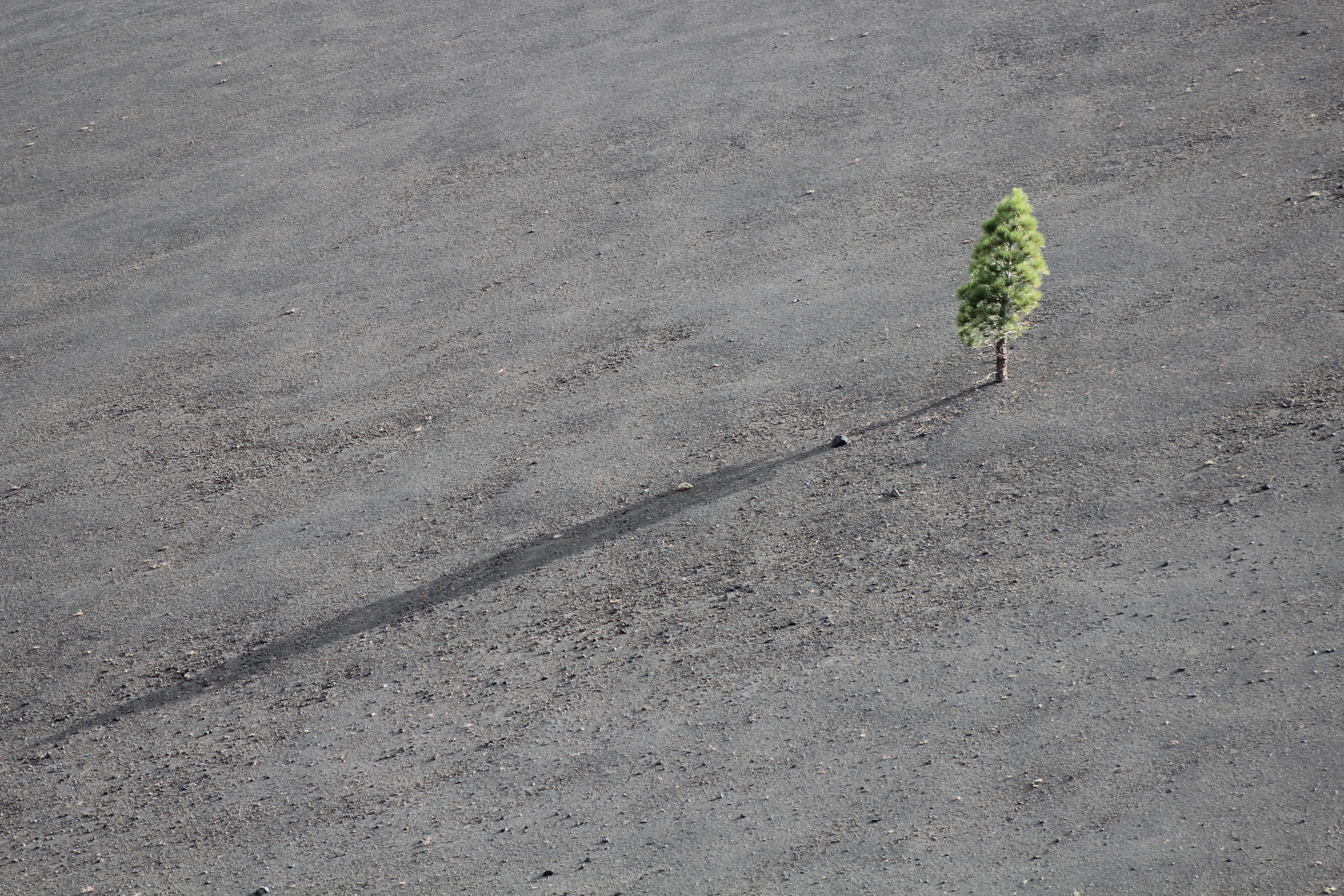 A picture of a solitary tree in a grey field