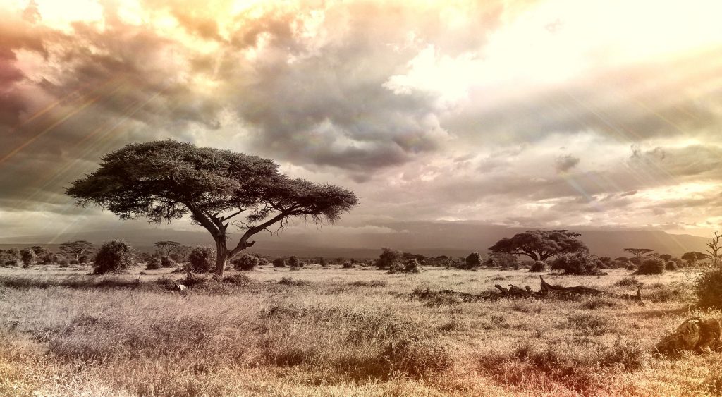 A picture if the African Savannah