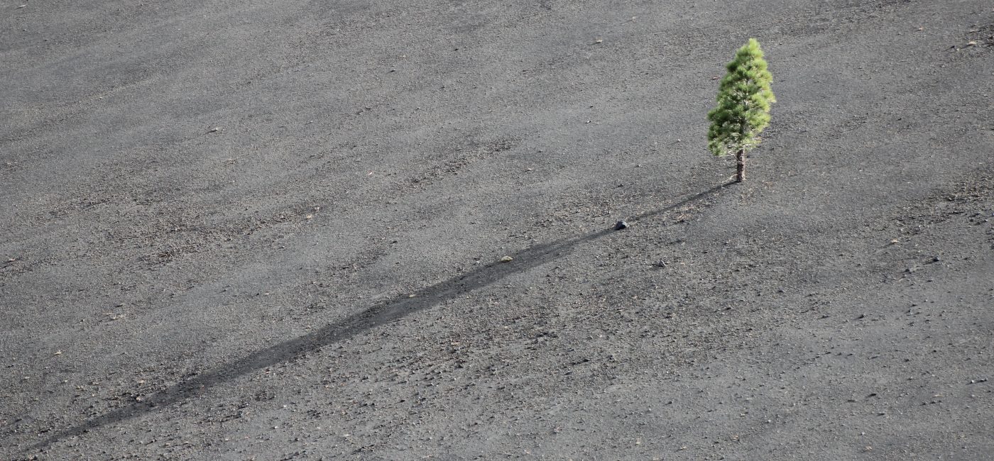 A picture of a solitary tree in a grey field