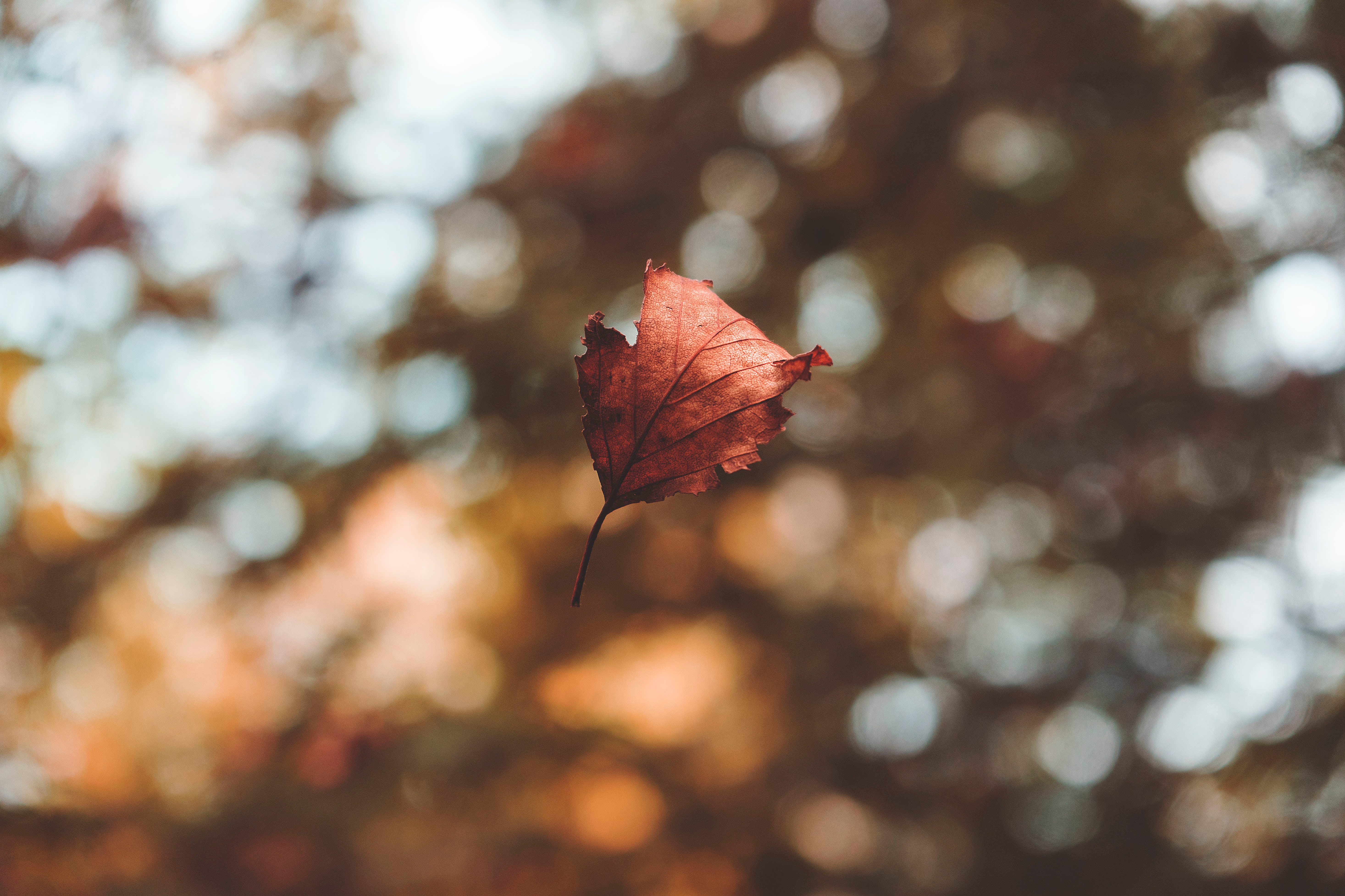 A picture of a falling leaf